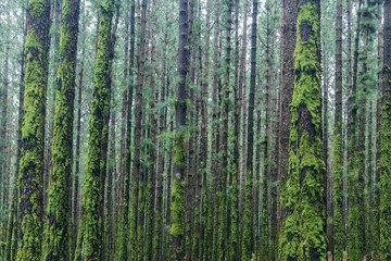 many trees inside forest overgrown with moss