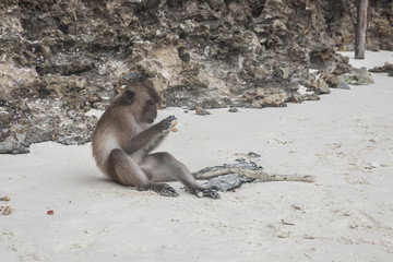 Monkey eating food peanut on the beach of Monkey Island, Thailand
