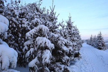 Хвойные деревья под снегом. 2
