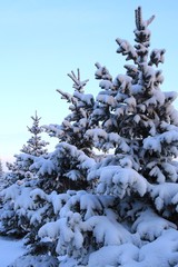 Хвойные деревья под снегом. 1
