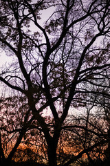 Fototapeta na wymiar Winter trees silhouette