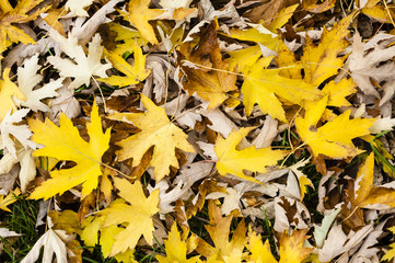 Maple tree leaves in autumn