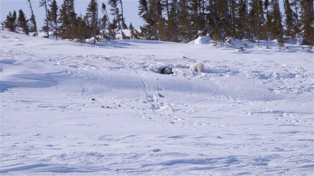 Pair Of Polar Bear Cubs Playing Near Their Den.