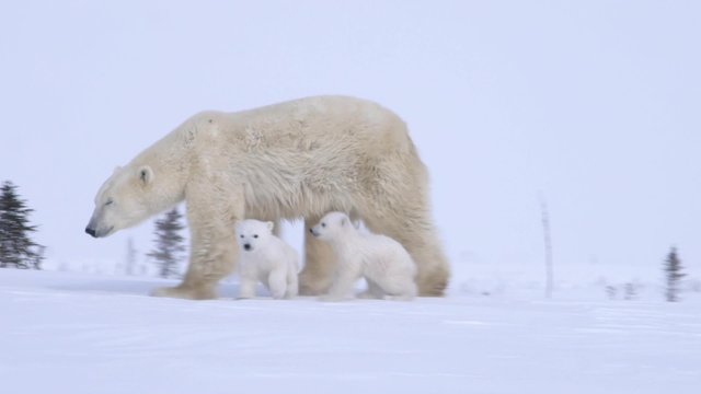 Pair of polar bear cubs walking with their mother.