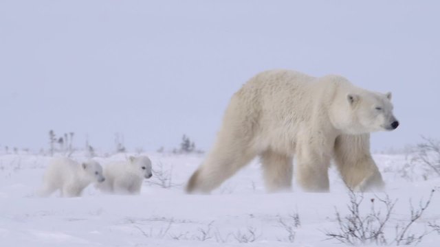 Pair of polar bear cubs walking with their mother.