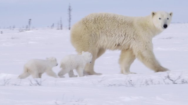 Pair of polar bear cubs walking in the arctic with their mother.