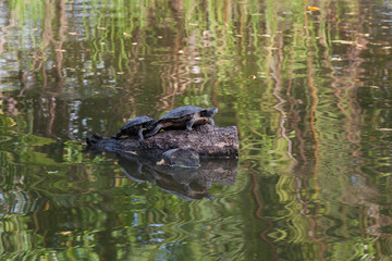 turtle