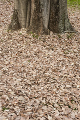 bed of fallen brown leaves