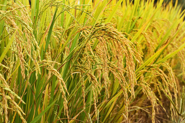 close up of ripening rice in a paddy field