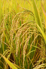 close up of ripening rice in a paddy field