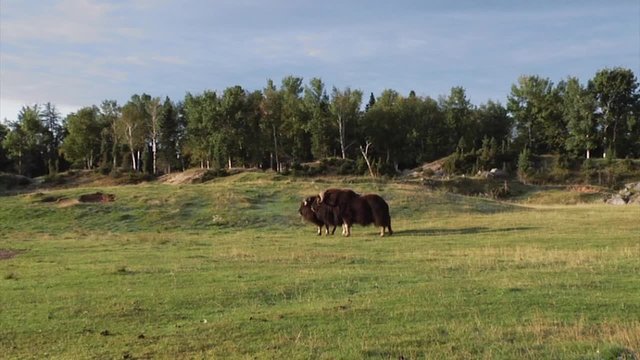 Two musk ox stand in a grass field with a forest background.