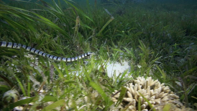 Banded sea snake hunting in sea grass underwater at Malapascua Island, Philippines 