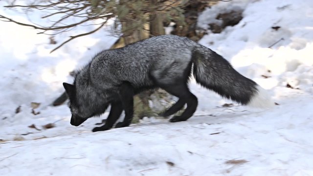A silver fox wanders around it habitat.