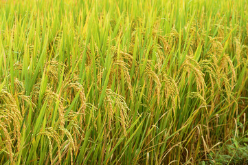 close up of ripening rice in a paddy field