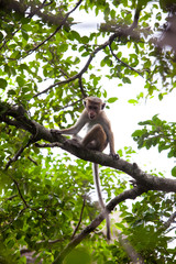 Young Toque macaque monkey