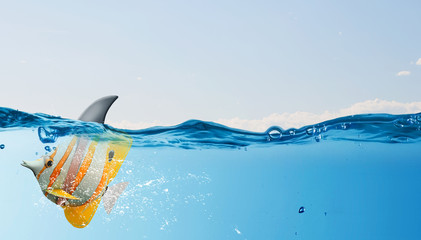 Exotic fish with shark flip