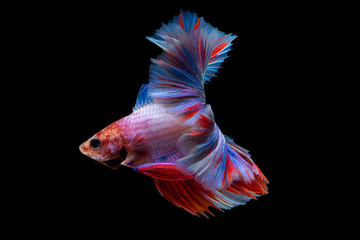 Fototapeta premium Betta