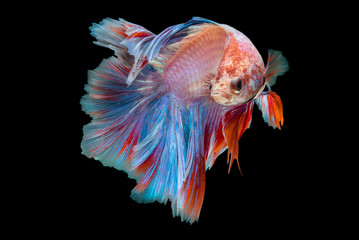 Betta