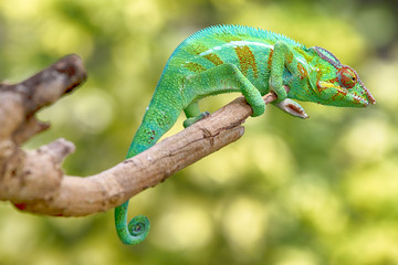 Caméléon panthère