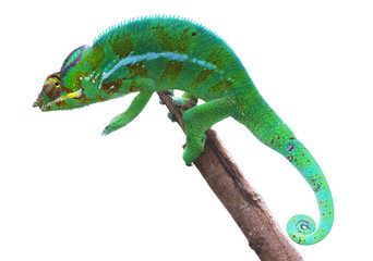 Caméléon panthère