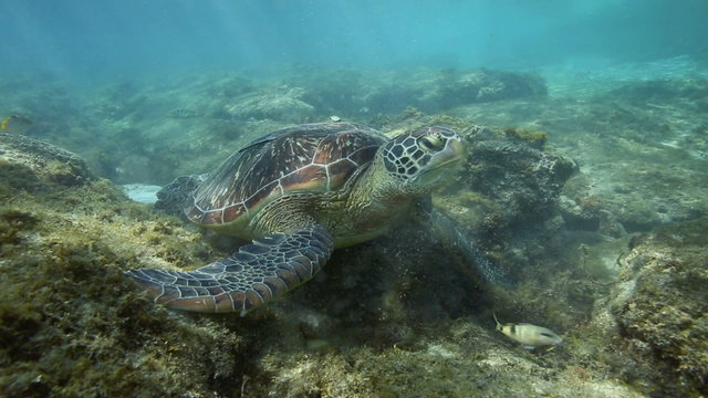 Green sea turtle feeding on seaweed growing on coral reef at Apo Island, Philippines 