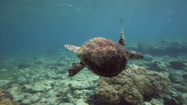 Sea turtle swimming over coral reef in shallow water at Apo Island, Philippines 