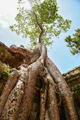Giant tree in Taprom temple Cambodia
