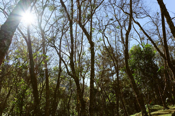 Wild Himalayan Cherry Trees in autumn, northern Thailand,Chiang Mai Province.