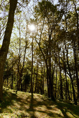 Naklejka premium Pine Forest,sunrise with Pine tree forest at Chiang Mai Province.Thailand 