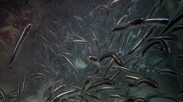 Shoal of convict blenny fish ejecting mouthfuls of sand
