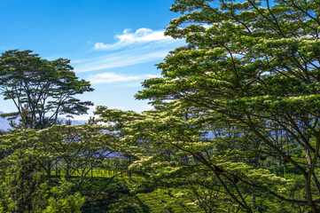 Sri Lanka, fields of tea in the Ramboda Valley
