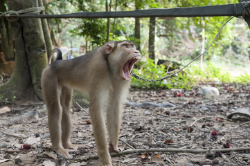Southern pig-tailed macaque
