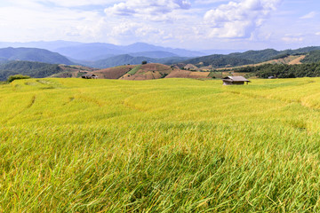 Terraced rice field at Ban Pa Bong Piang, Chiang Mai in Thailand.