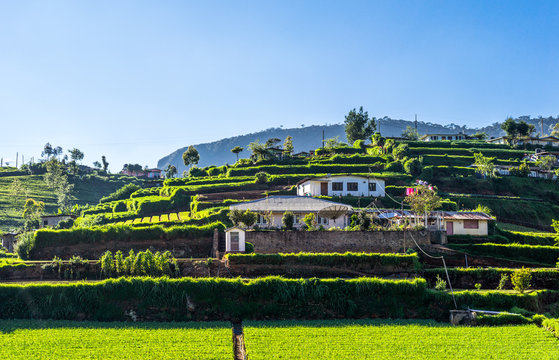Sri Lanka, fields of tea in the Ramboda Valley