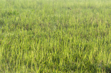 Green lawn ;Selective focus