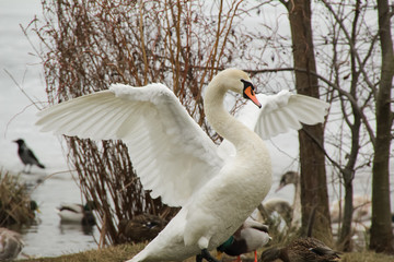 cob-swan 