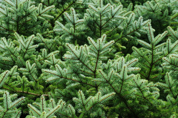 Fototapeta premium エゾ松