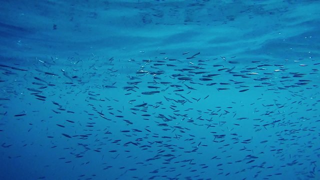 Slow motion underwater view of man diving into water amongst school of fish