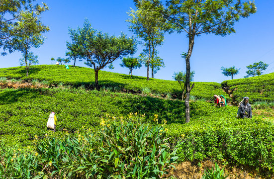 Sri Lanka, workers in fields of tea in the Ramboda Valley