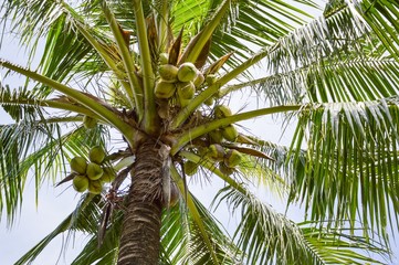 Obraz na płótnie Canvas coconut tree in garden , Cocos nucifera