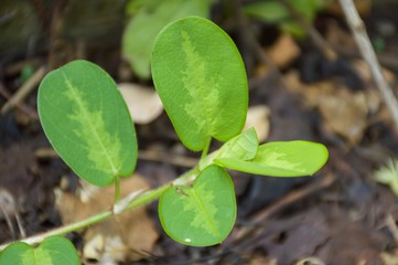 green ivy leaves on the ground
