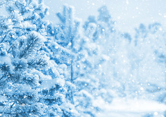 Bright winter landscape with snow-covered pine trees