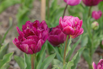 purple tulips in the spring