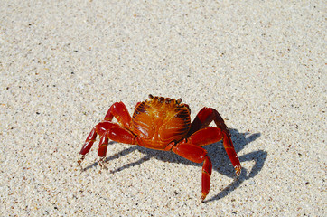 Sally Lightfoot Crab - Galapagos - Ecuador