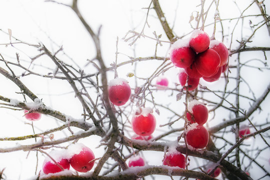 Frosted red apples in winter