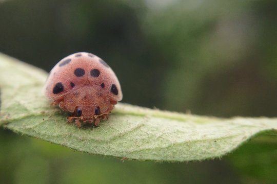 Macro shot ladybug on green leaf
