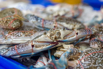 Fresh crabs at local Thai Market