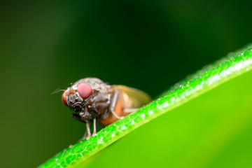 Eye bug