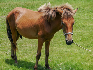Yonaguni Horse (与那国馬)