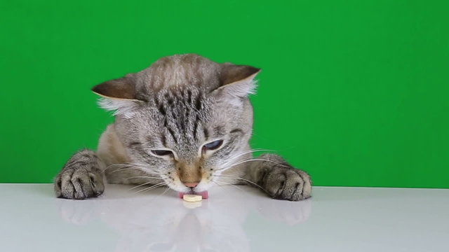 Funny cat sitting at the table and licks treat. Slow motion.